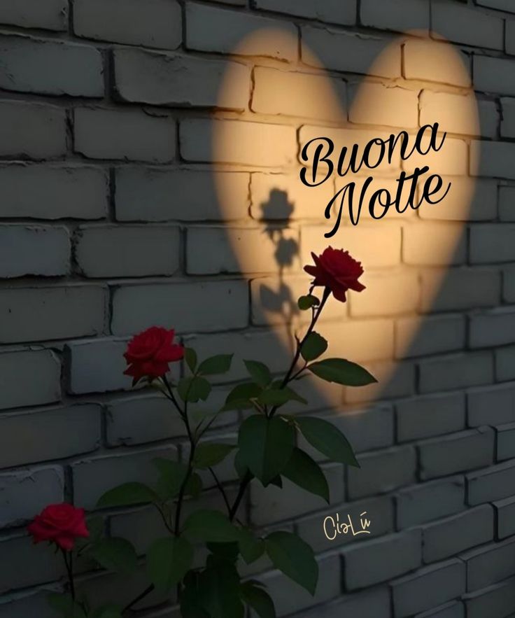 gatti buonanotte immagini gatti buonanotte immagini