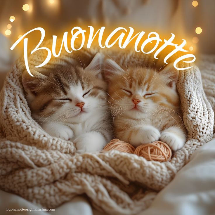 immagini buonanotte tom e jerry immagini buonanotte tom e jerry