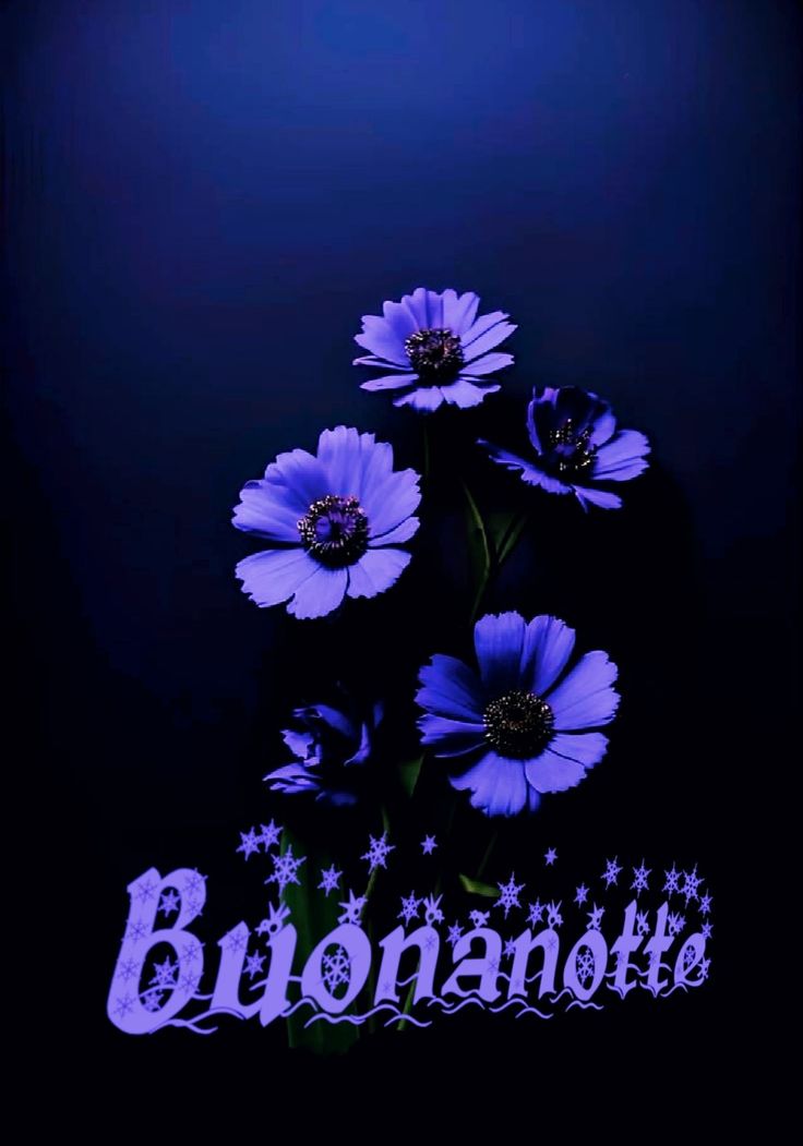 nuovissimo buonanotte immagini recenti divertenti nuovissimo buonanotte immagini recenti divertenti